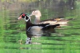 Wood Duck